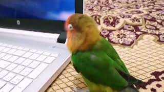 Talking fischer lovebirds Smart parrot [upl. by Irolam]