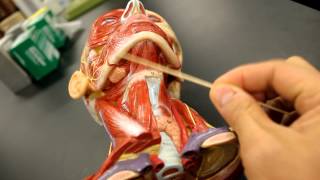 MUSCULAR SYSTEM ANATOMYMuscles of the neck model description [upl. by Lorac]