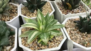 Rare Haworthia Succulents Collection [upl. by Darsie805]