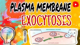 ✨️quotExocytosis Explained How Cells Transport Materials Across the Plasma Membranequot✨️ 💖📝📚 [upl. by Delamare]