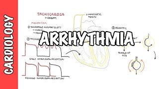 Arrhythmia Overview  Mechanism of bradyarrhythmia and tachyarrhythmia [upl. by Atneciv]