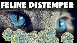 Feline Panleukopenia Virus known as Feline Distemper  vaccine symptoms and diagnosis [upl. by Cain]