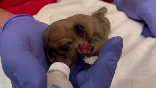 Puppy 6 Bottle Feeding Newborn Frenchie Puppy 2 Days Old [upl. by Barbour]