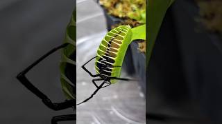 Venus fly trap jibonerpath [upl. by Ignace]