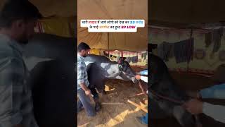 Anmol buffalo haryana haryana buffalo trending viralvideo village trend popular [upl. by Novyar]