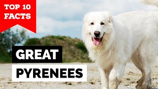 Great Pyrenees  Top 10 Facts [upl. by Ysor852]