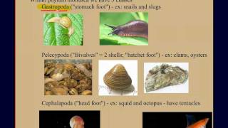 Invertebrate Diversity Part 2 Mollusks A Case Study [upl. by Richardson]