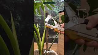 Atadora de Tallos Agrofácil para tutorado de cultivos short jardinería agricultura [upl. by Tyree]