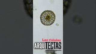 Las Células Arquitectas Clathrulina elegans Heliozoo [upl. by Atsirhcal]