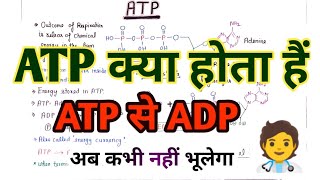 ATP  Adenosine Tri Phosphate   ADP  AMP  Energy Currency  Mitochondria  Cellular Respiration [upl. by Eurydice947]