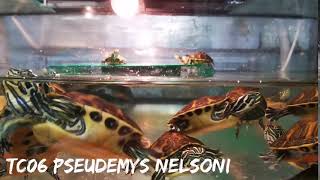 Pseudemys nelsoni  FloridaRotbauchSchmuckschildkröte [upl. by Angele]