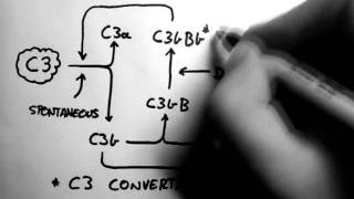 Complement 2  Alternative Pathway [upl. by Elie]