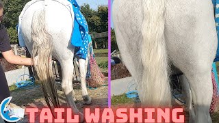 Washing A White Horses Tail how to keep your white horse clean Moon Equestrian [upl. by Meave]