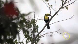 Belizean Toucans [upl. by Salem951]