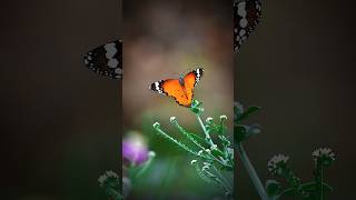 Butterflies on Grass Blooms  Nature photography  Nikon Z8  4k Nature shorts nature ytshorts [upl. by Ree749]