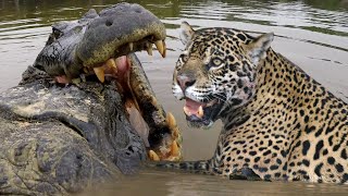 JAGUAR VS CROC Fight To Death  Love Nature [upl. by Maryanna]