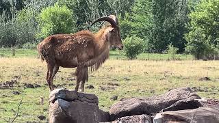 Aoudad Barbary SheepGoat at Bothongo Rhino and Lion Nature Reserve Johannesburg [upl. by Yllod180]