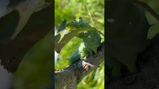 Cecropia Caterpillar munching on an apple tree leaf cecropia cecropiamoth caterpillar appletree [upl. by Hendrika67]