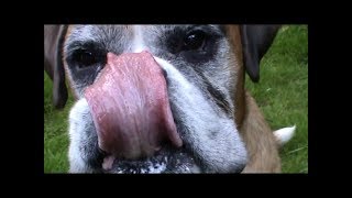 Boxer dogs taste test vegan coconut yogurt [upl. by Hite]