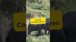 Top 10 coolste dieren top10 top10animals coolanimals amazinganimals wildlife animals dieren [upl. by Neelloc]