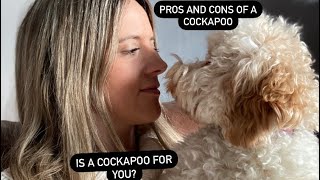 Owning a Cockapoo the Pros and cons [upl. by Annoerb]