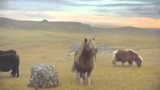 Three  The Pony  Moonwalking Shetland Pony The Advert Sequel [upl. by Koval]