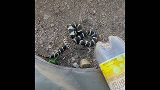 California King Snake Versus Pacific Diamondback Rattlesnake [upl. by Anilrac]