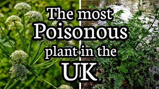 Hemlock water dropwort The most poisonous plant in the UK [upl. by Aiceled]