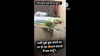 Mummy kahan Ho Pahle Meri Baat Suno 🦜parrot funny comedy viralshorts youtubeshorts shorts [upl. by Adoc697]