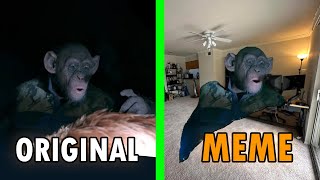 Oh no monkey Original Vs Meme  Bad Ape “OH NO” Meme [upl. by Januarius]