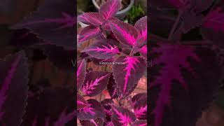 Coleus plant  കണ്ണാടിച്ചെടി  coleusplant coleus homeplanting homegardening shortsvideo [upl. by Enahs33]