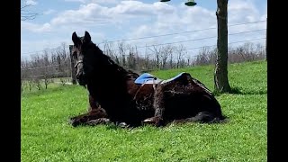 Remarkable Horse Rescue and Rehabilitation UPDATED [upl. by Suzie]