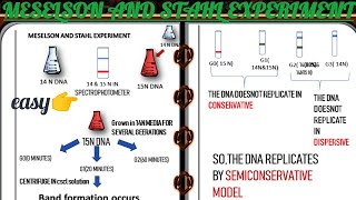 MESELSON AND STAHL EXPERIMENT [upl. by Aluk768]