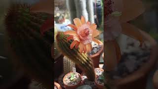 Cactus greenhouse plant amp bloom of the day Cleistocactus hybrid BUMA  cacti shorts cactusflower [upl. by Obellia]