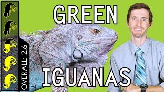 Green Iguana The Best Pet Lizard [upl. by Adalia]