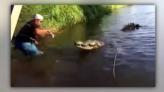 Un guía turístico se juega la vida al alimentar cocodrilos en el río Tárcoles Costa Rica [upl. by Lammaj517]