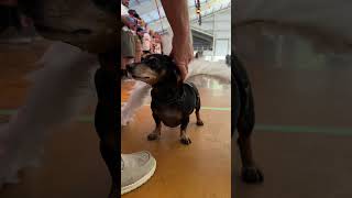 Wiener dogs race at Frakenmuths Oktoberfest [upl. by Adilem]