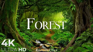 Forest 4K • Nature Relaxation Film • Peaceful Relaxing Music • 4k Video UltraHD [upl. by Hanaj198]