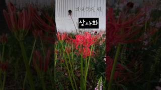 빨간 상사화 flower 가을 [upl. by Heurlin914]