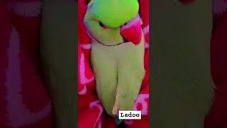 Please subscribe parrot birds cute parrottalking animals funny parroting petbird [upl. by Adyol]