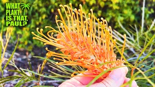 Grevillea Honey Gem  Cross between Grevillea Banksii and Grevillea Pteridifolia  STUNNING [upl. by Eylloh]