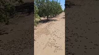 Lots of field work in Shafter and Kern County [upl. by Farah953]