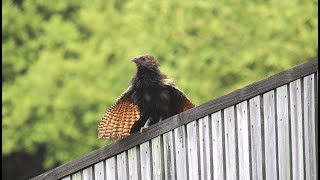 The Pheasant Coucal Different Calls  Townsville Australia [upl. by Lrac]