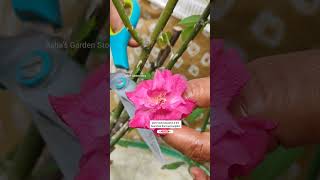 Prepare Rose🌹Plant For Winter Blooming🔥सर्दियो में गुलाब खिलते रहे✨🌧️देखभालashasgardenstoryshorts [upl. by Roane]