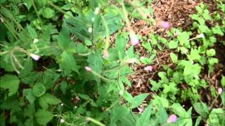 Epilobium ciliatum [upl. by Nelad]