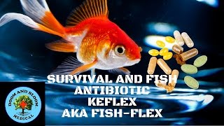 Antibiotic Keflex FishFlex [upl. by Larimer]