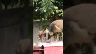 Peahen with chicks  Nature  Birds  Peacock [upl. by Eniliuqcaj]