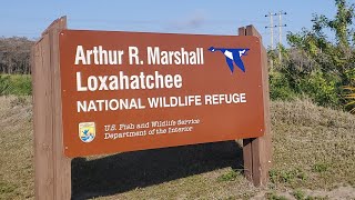 rolling around Arthur r Marshall Loxahatchee wildlife refuge [upl. by Lohner570]