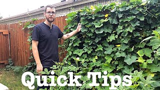 How to Grow a Luffa Plant [upl. by Marih146]