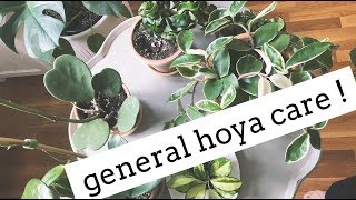 hoya plant care tips  easy care house plants [upl. by Edith]